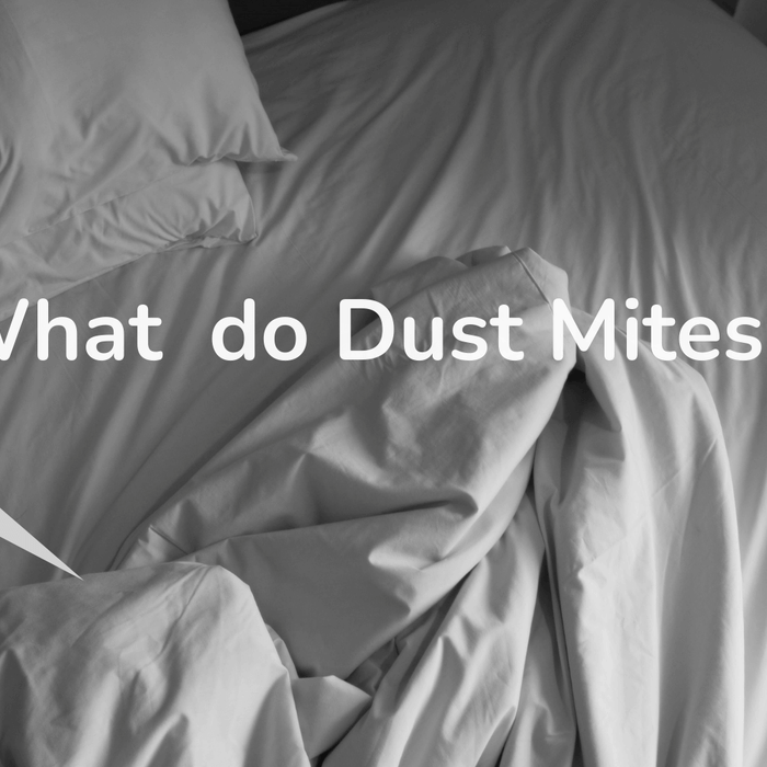 What Do Dust Mites Do?