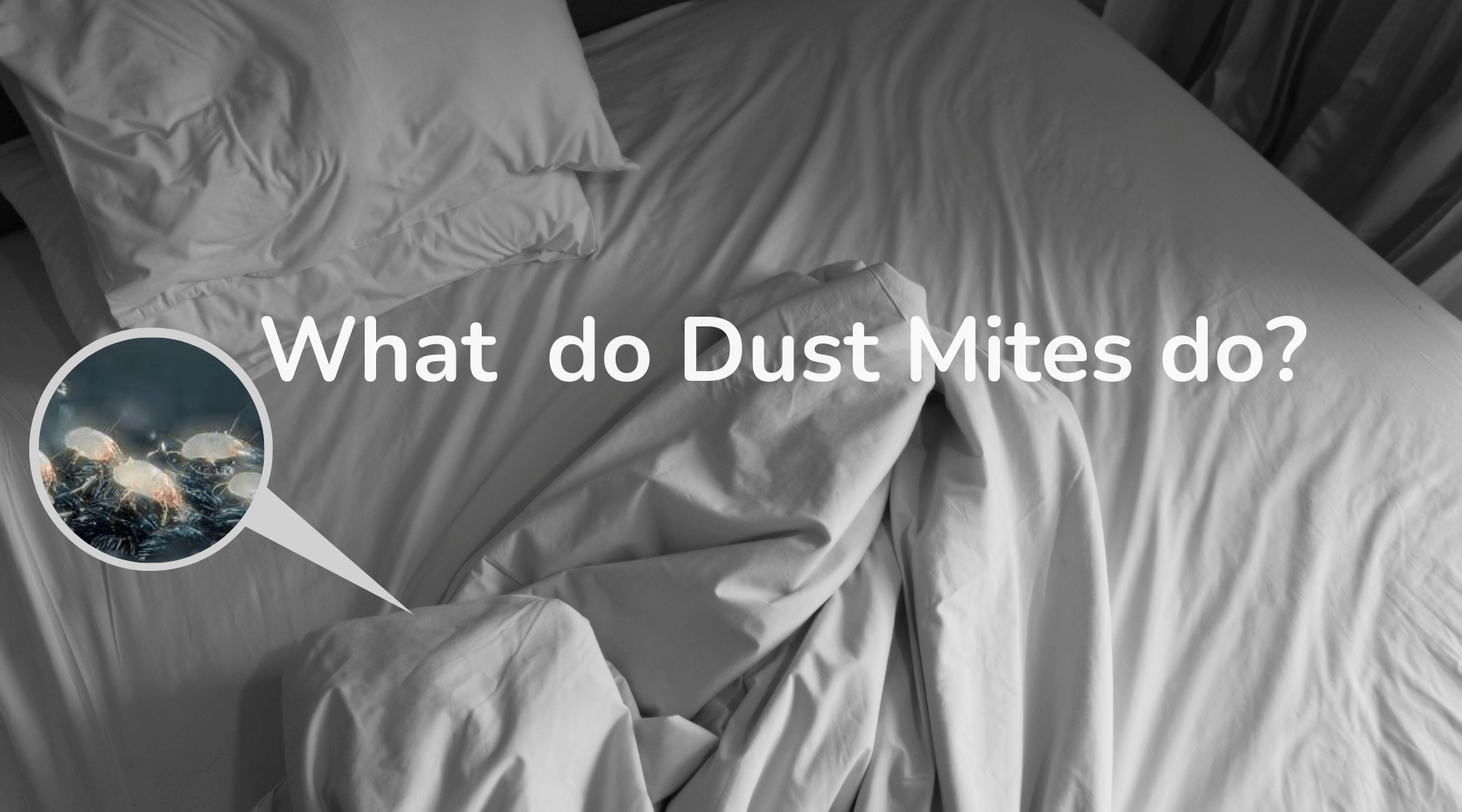 What Do Dust Mites Do?